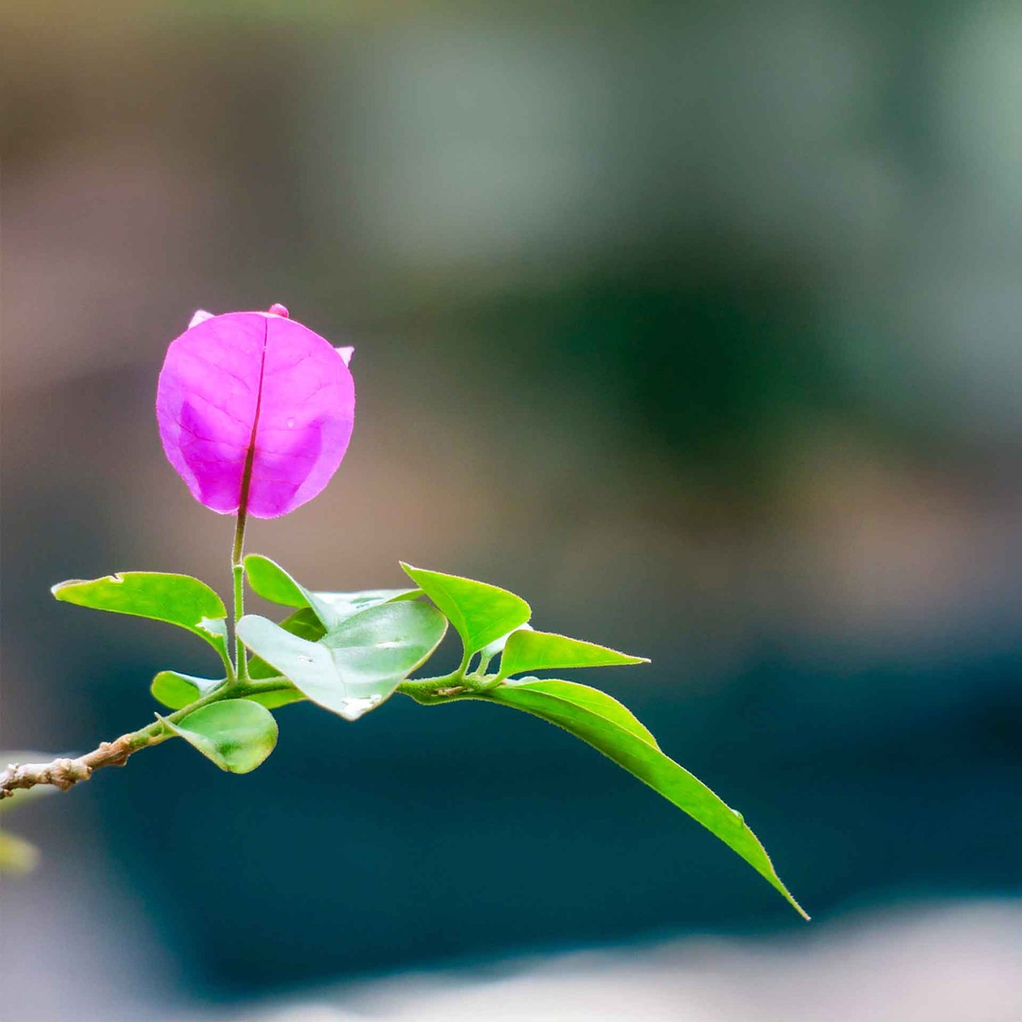 Royal Purple Bougainvillea in 3.5” Nursery Cubes (Bougainvillea ‘Royal Purple’)