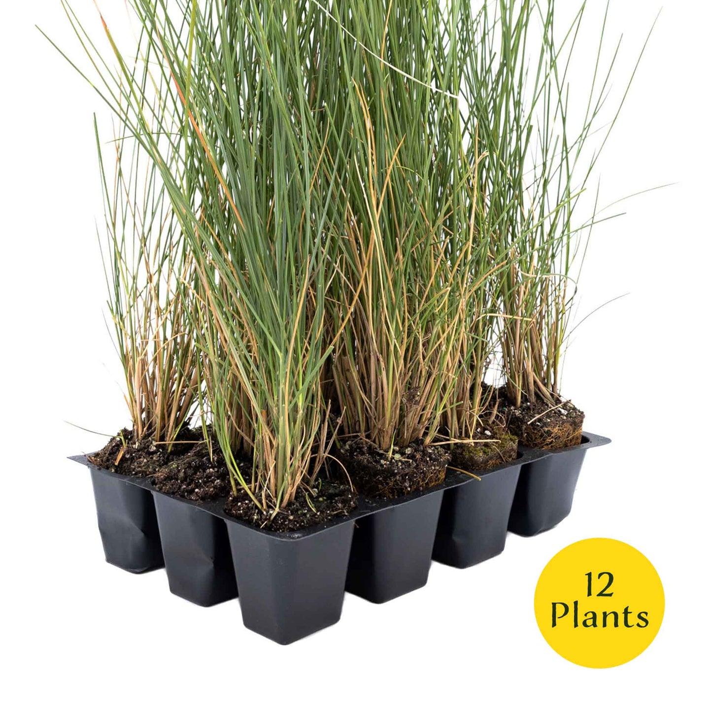 3 Ruby Muhly Grass, Live Plants in 2.5" Cubes (Muhlenbergia capillaris 'Ruby') Large Flowering Ornamental Grass with Airy Pink Plumes