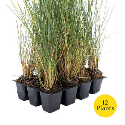 3 Ruby Muhly Grass, Live Plants in 2.5" Cubes (Muhlenbergia capillaris 'Ruby') Large Flowering Ornamental Grass with Airy Pink Plumes