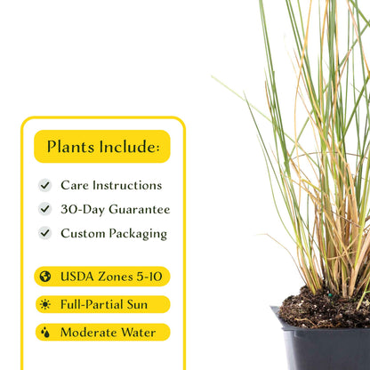 3 Ruby Muhly Grass, Live Plants in 2.5" Cubes (Muhlenbergia capillaris 'Ruby') Large Flowering Ornamental Grass with Airy Pink Plumes