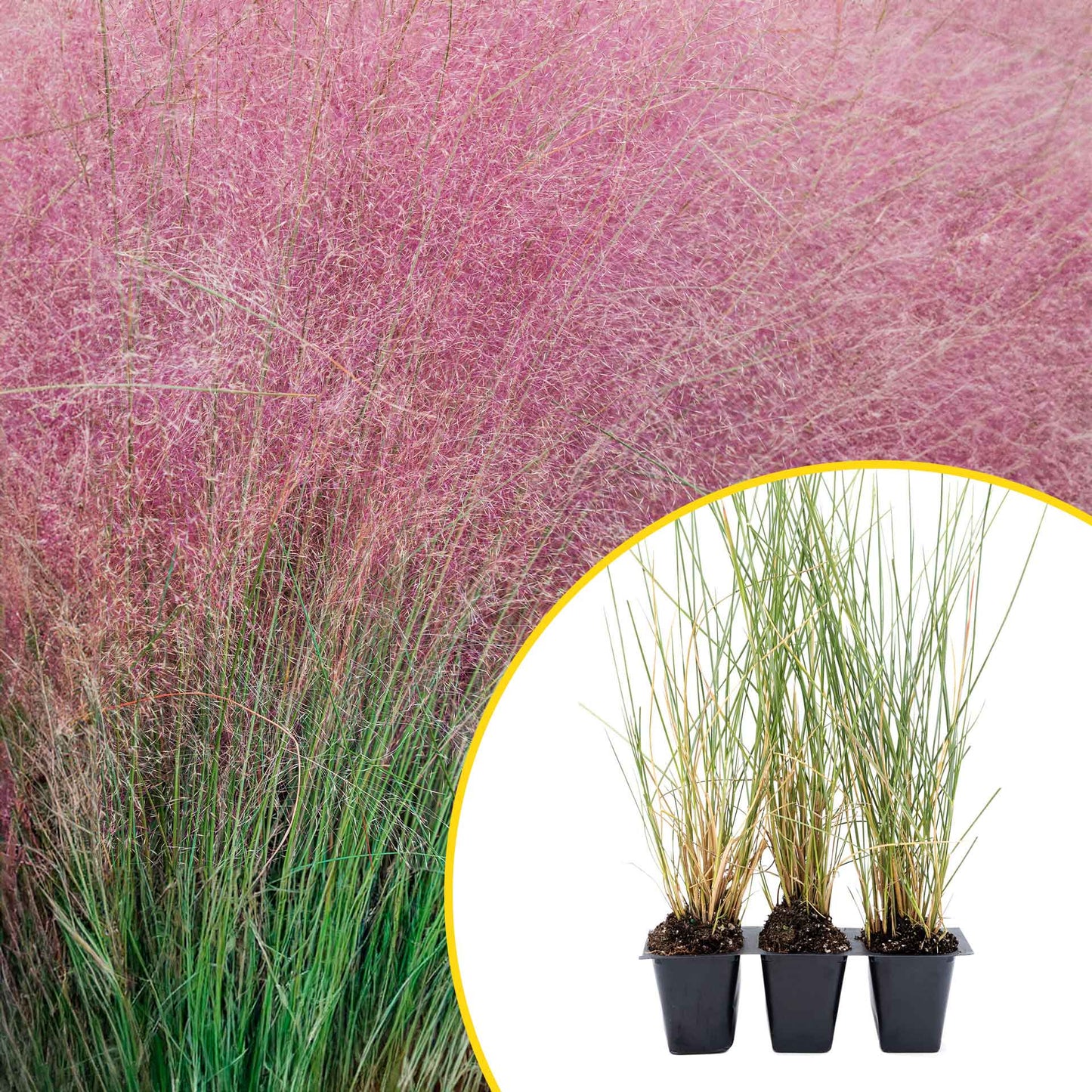 3 Ruby Muhly Grass, Live Plants in 2.5" Cubes (Muhlenbergia capillaris 'Ruby') Large Flowering Ornamental Grass with Airy Pink Plumes