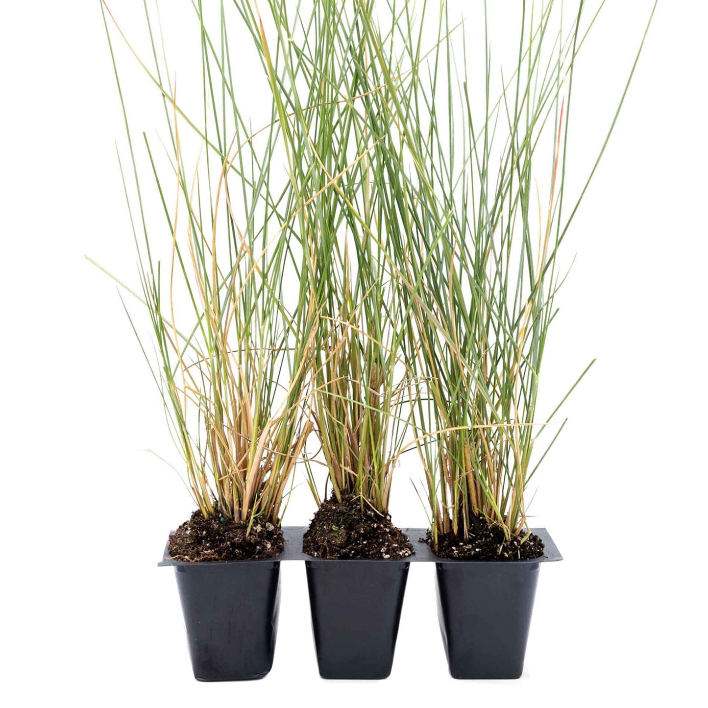 3 Ruby Muhly Grass, Live Plants in 2.5" Cubes (Muhlenbergia capillaris 'Ruby') Large Flowering Ornamental Grass with Airy Pink Plumes