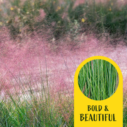 3 Ruby Muhly Grass, Live Plants in 2.5" Cubes (Muhlenbergia capillaris 'Ruby') Large Flowering Ornamental Grass with Airy Pink Plumes