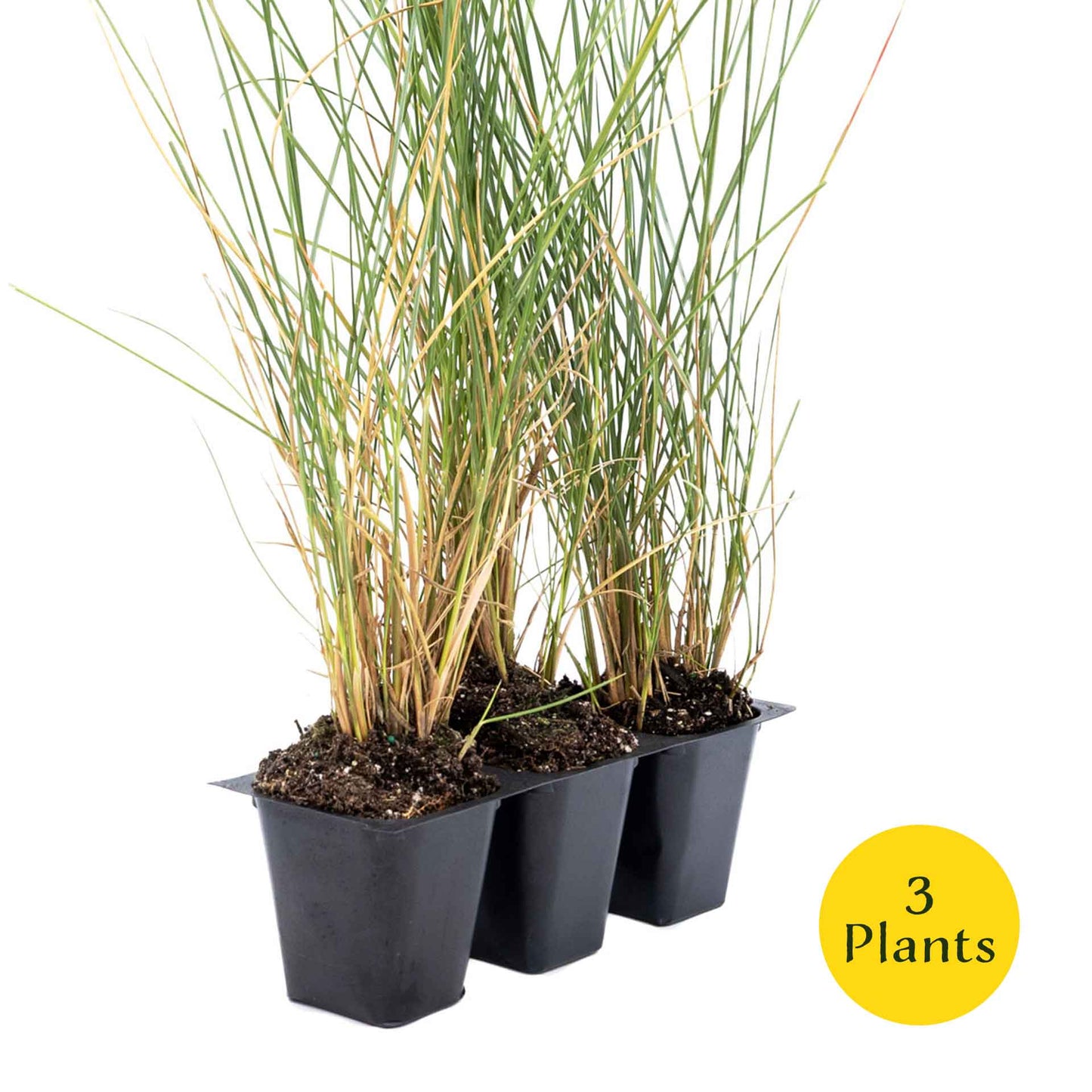 3 Ruby Muhly Grass, Live Plants in 2.5" Cubes (Muhlenbergia capillaris 'Ruby') Large Flowering Ornamental Grass with Airy Pink Plumes