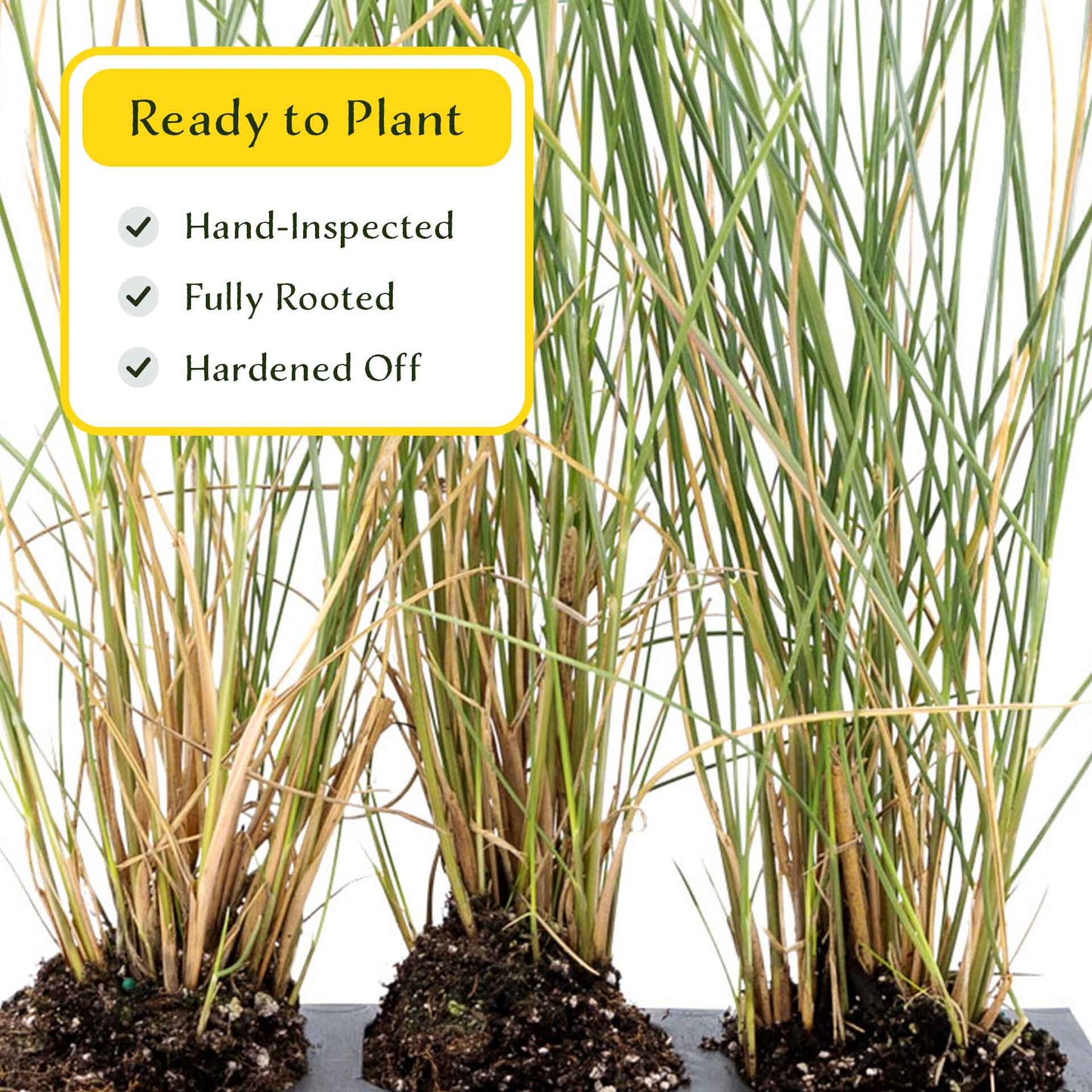 3 Ruby Muhly Grass, Live Plants in 2.5" Cubes (Muhlenbergia capillaris 'Ruby') Large Flowering Ornamental Grass with Airy Pink Plumes