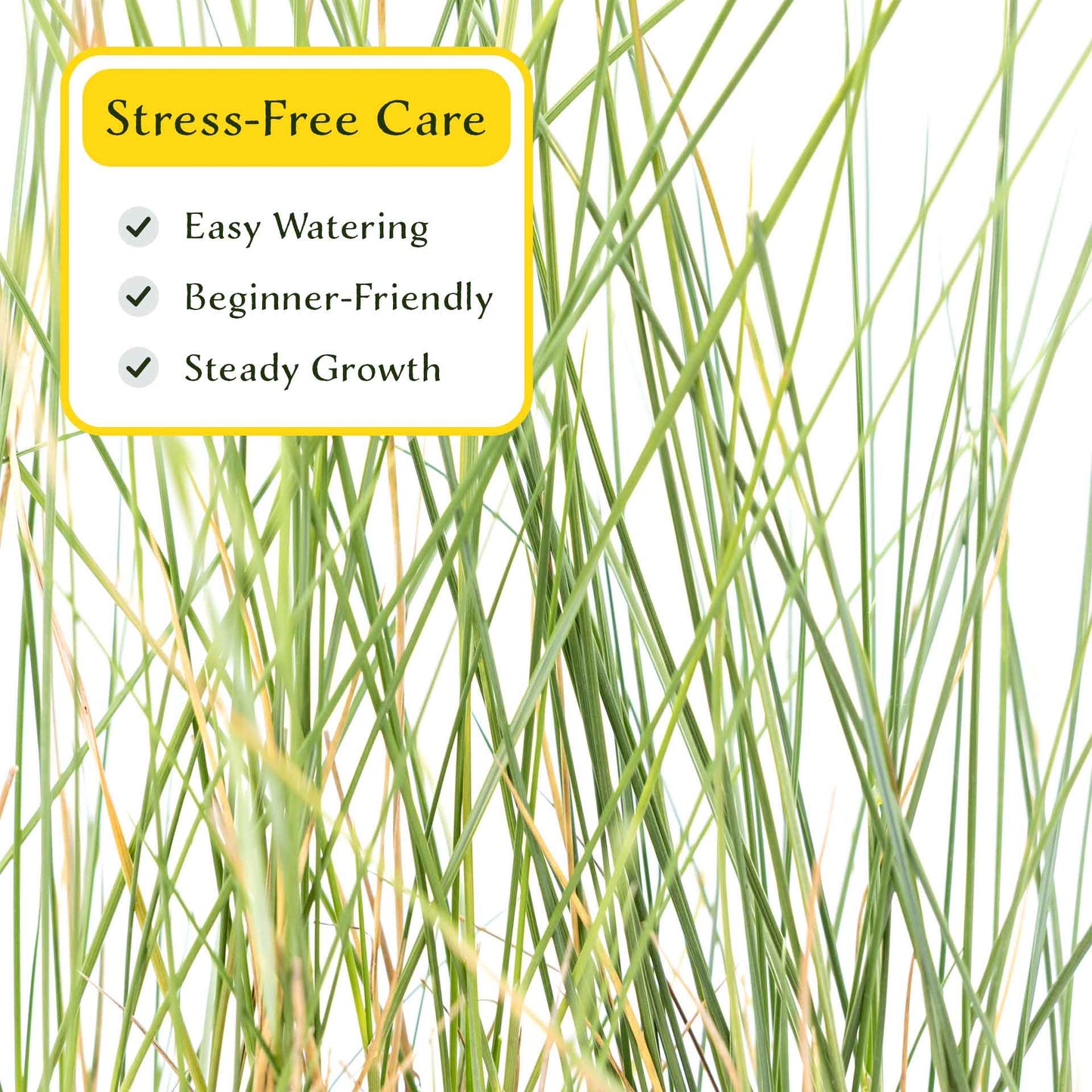 3 Ruby Muhly Grass, Live Plants in 2.5" Cubes (Muhlenbergia capillaris 'Ruby') Large Flowering Ornamental Grass with Airy Pink Plumes