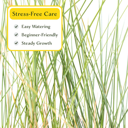 3 Ruby Muhly Grass, Live Plants in 2.5" Cubes (Muhlenbergia capillaris 'Ruby') Large Flowering Ornamental Grass with Airy Pink Plumes