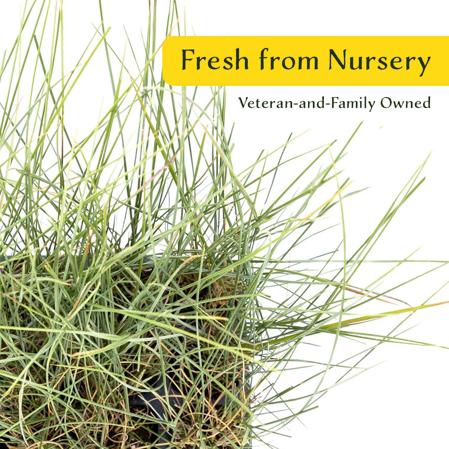 3 Ruby Muhly Grass, Live Plants in 2.5" Cubes (Muhlenbergia capillaris 'Ruby') Large Flowering Ornamental Grass with Airy Pink Plumes