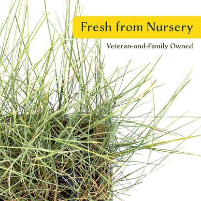 3 Ruby Muhly Grass, Live Plants in 2.5" Cubes (Muhlenbergia capillaris 'Ruby') Large Flowering Ornamental Grass with Airy Pink Plumes