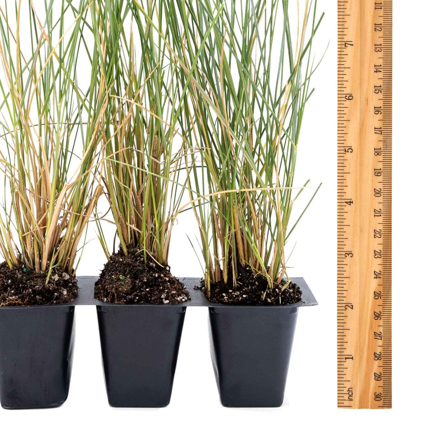 3 Ruby Muhly Grass, Live Plants in 2.5" Cubes (Muhlenbergia capillaris 'Ruby') Large Flowering Ornamental Grass with Airy Pink Plumes