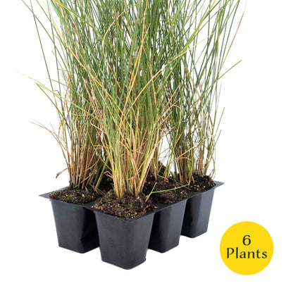 3 Ruby Muhly Grass, Live Plants in 2.5" Cubes (Muhlenbergia capillaris 'Ruby') Large Flowering Ornamental Grass with Airy Pink Plumes