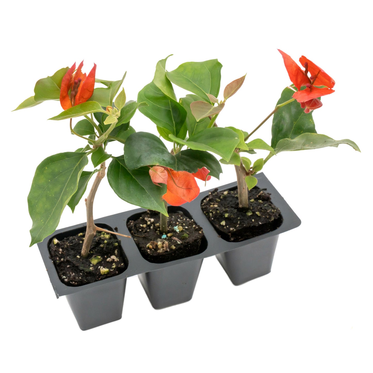 San Diego Red Bougainvillea | Live Plant in 2.5 Inch Nursery Cube | Bougainvillea × buttiana 'San Diego Red'