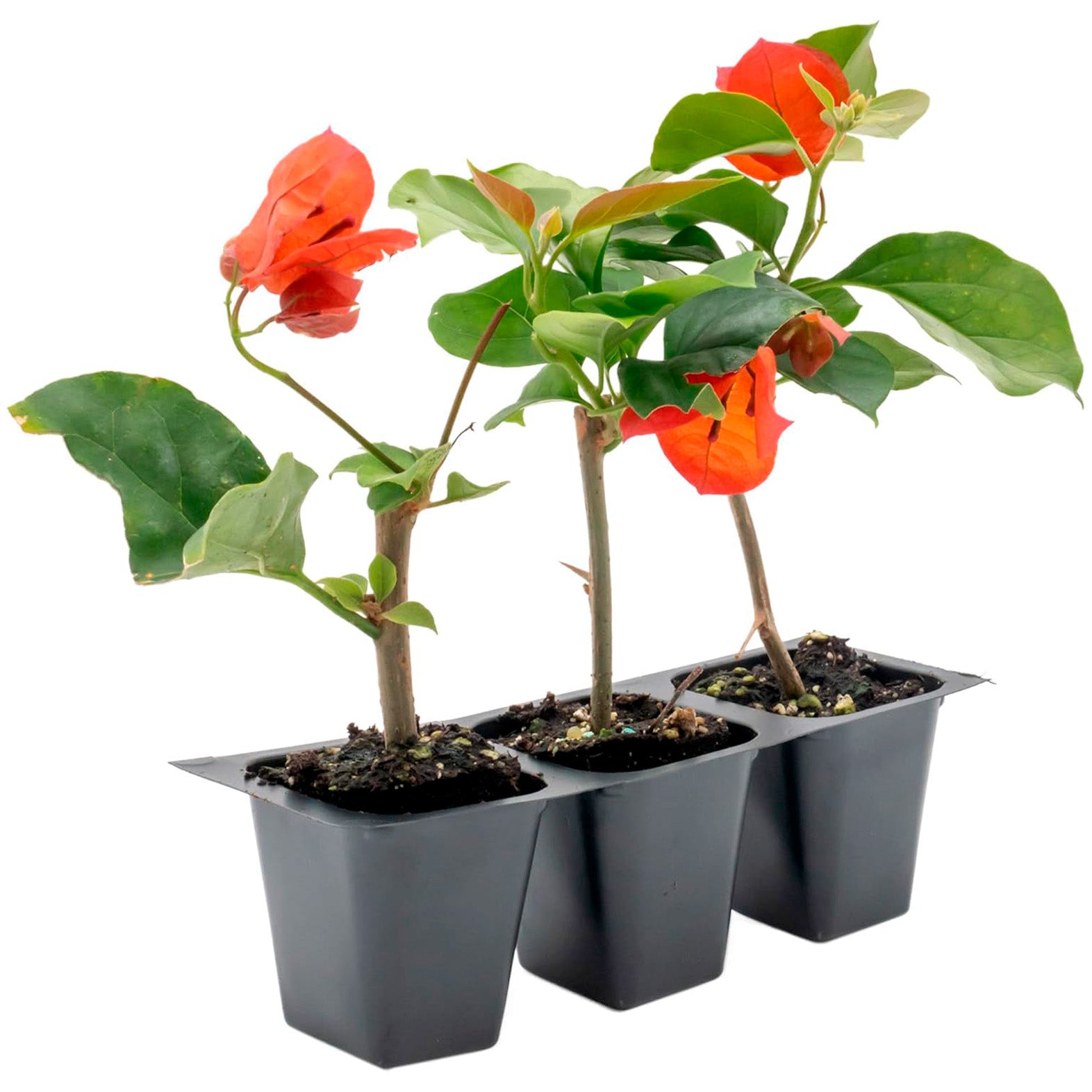 San Diego Red Bougainvillea | Live Plant in 2.5 Inch Nursery Cube | Bougainvillea × buttiana 'San Diego Red'
