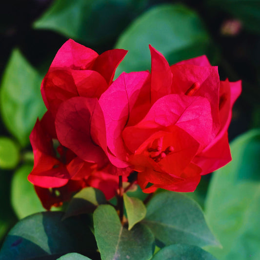 San Diego Red Bougainvillea | Live Plant in 2.5 Inch Nursery Cube | Bougainvillea × buttiana 'San Diego Red'