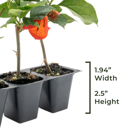 San Diego Red Bougainvillea | Live Plant in 2.5 Inch Nursery Cube | Bougainvillea × buttiana 'San Diego Red'