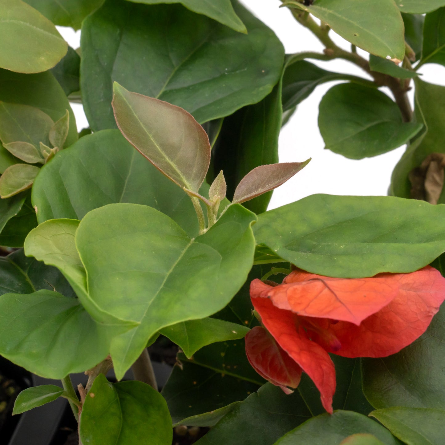San Diego Red Bougainvillea | Live Plant in 2.5 Inch Nursery Cube | Bougainvillea × buttiana 'San Diego Red'