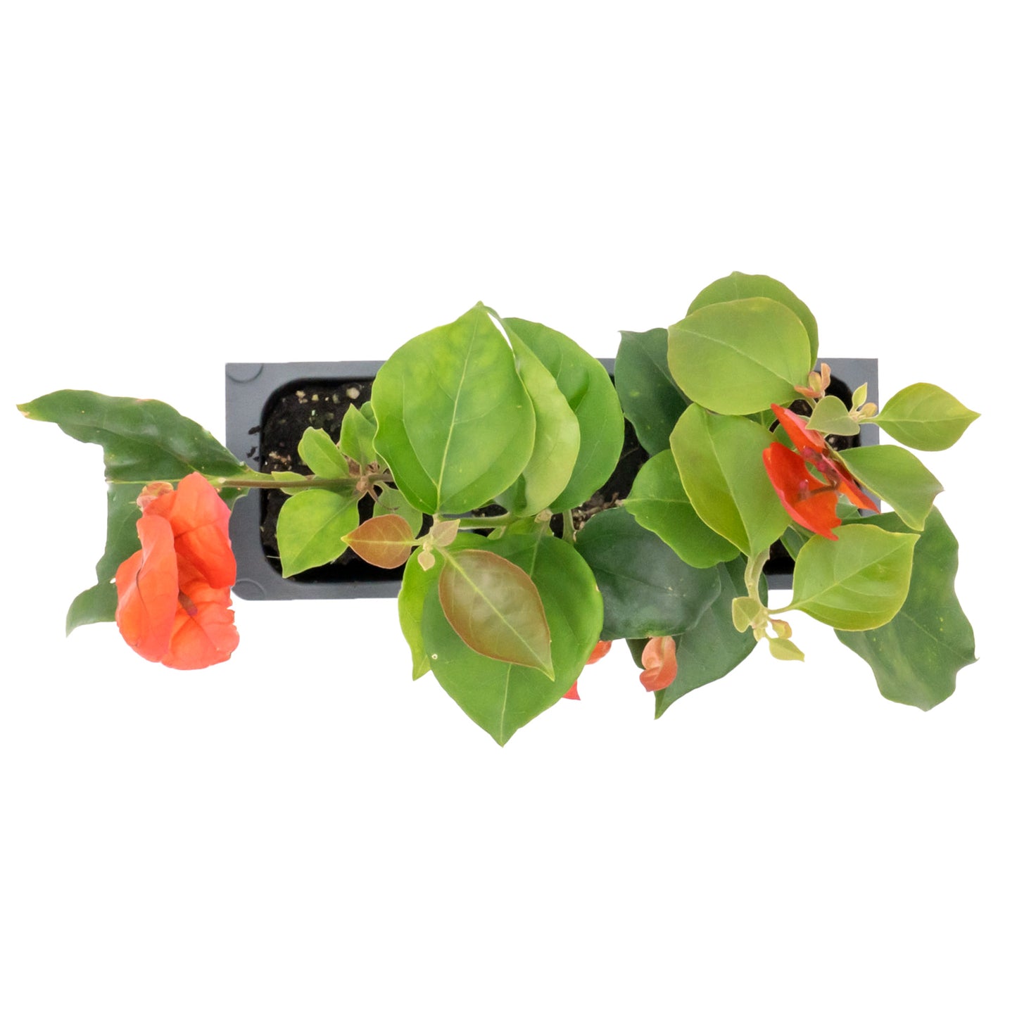 San Diego Red Bougainvillea | Live Plant in 2.5 Inch Nursery Cube | Bougainvillea × buttiana 'San Diego Red'