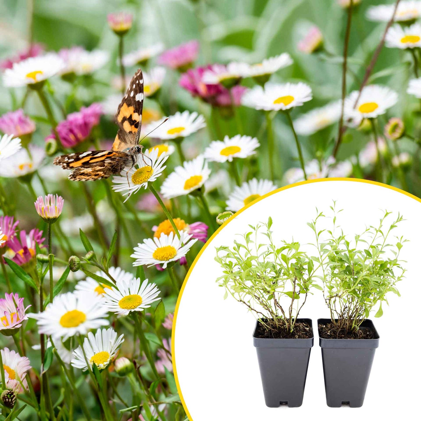 2 Santa Barbara Daisy Plants in 3.5" Cubes | Flowering Groundcover with White-Purple Blooms for Landscaping & Pots (Erigeron karvinskianus)