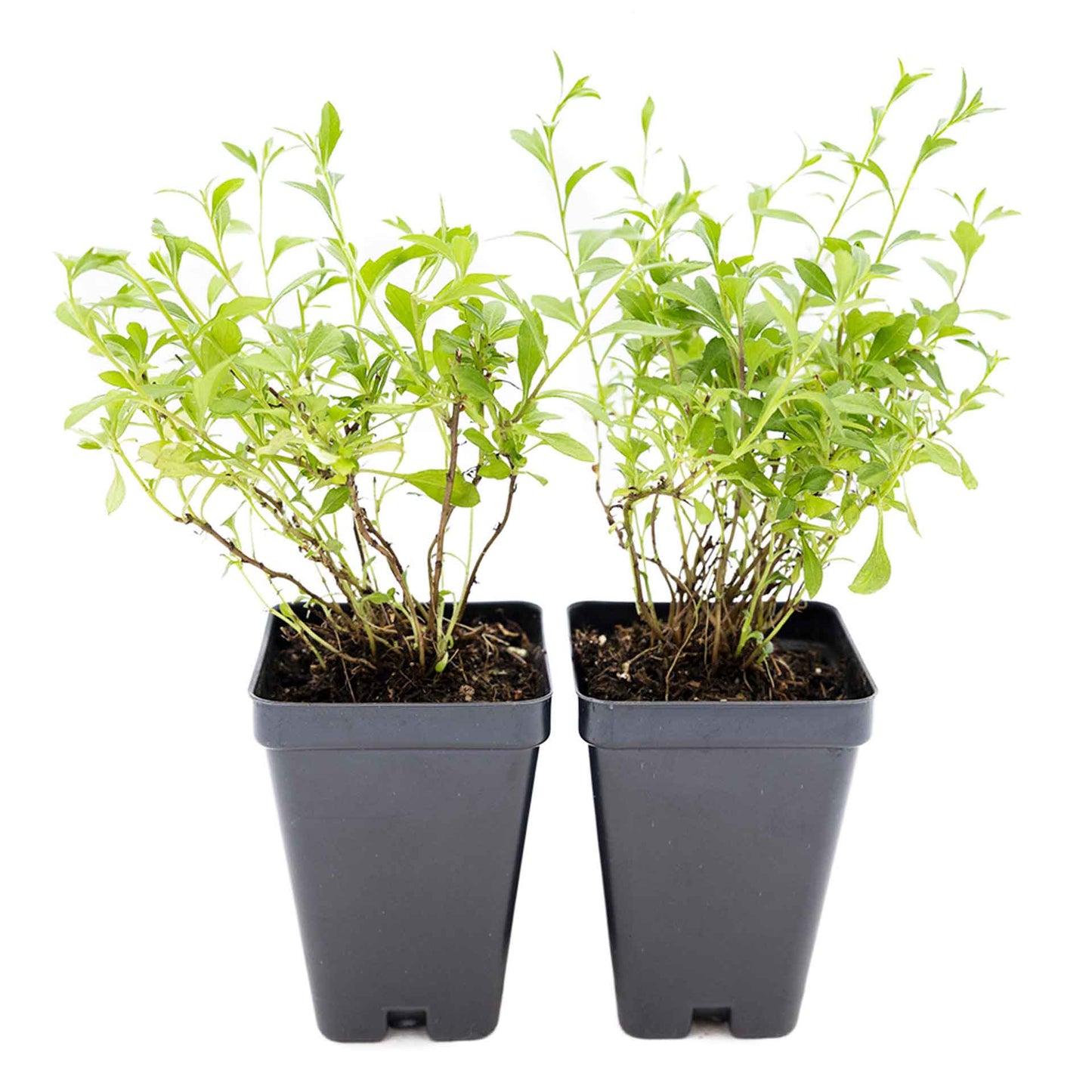 2 Santa Barbara Daisy Plants in 3.5" Cubes | Flowering Groundcover with White-Purple Blooms for Landscaping & Pots (Erigeron karvinskianus)
