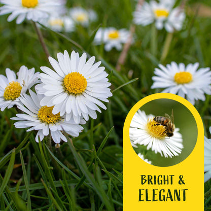 2 Santa Barbara Daisy Plants in 3.5" Cubes | Flowering Groundcover with White-Purple Blooms for Landscaping & Pots (Erigeron karvinskianus)