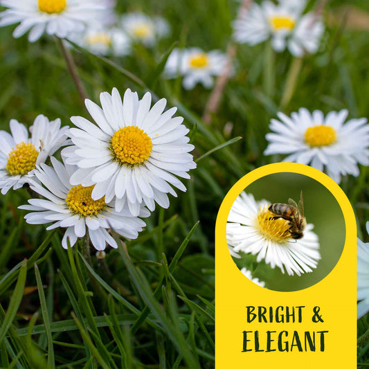 2 Santa Barbara Daisy, Live Plants in 3.5” Cubes (Erigeron karvinskianus) Flowering Evergreen Groundcover Shrub with White-Purple Blooms
