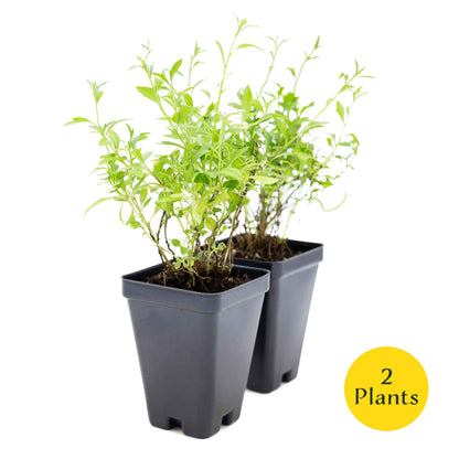 2 Santa Barbara Daisy Plants in 3.5" Cubes | Flowering Groundcover with White-Purple Blooms for Landscaping & Pots (Erigeron karvinskianus)