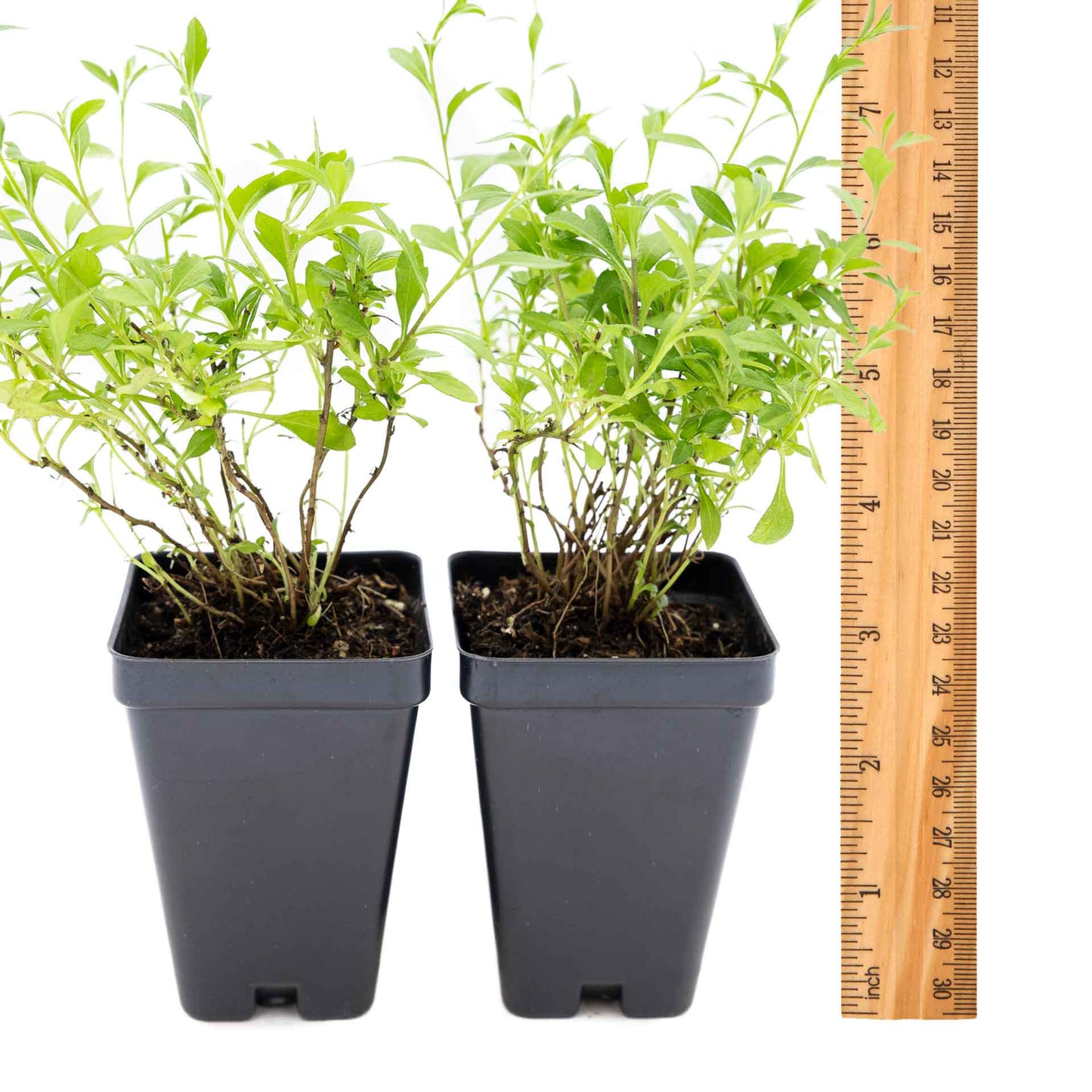 2 Santa Barbara Daisy Plants in 3.5" Cubes | Flowering Groundcover with White-Purple Blooms for Landscaping & Pots (Erigeron karvinskianus)