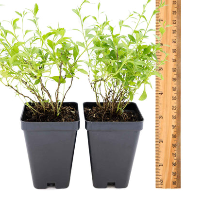 2 Santa Barbara Daisy Plants in 3.5" Cubes | Flowering Groundcover with White-Purple Blooms for Landscaping & Pots (Erigeron karvinskianus)