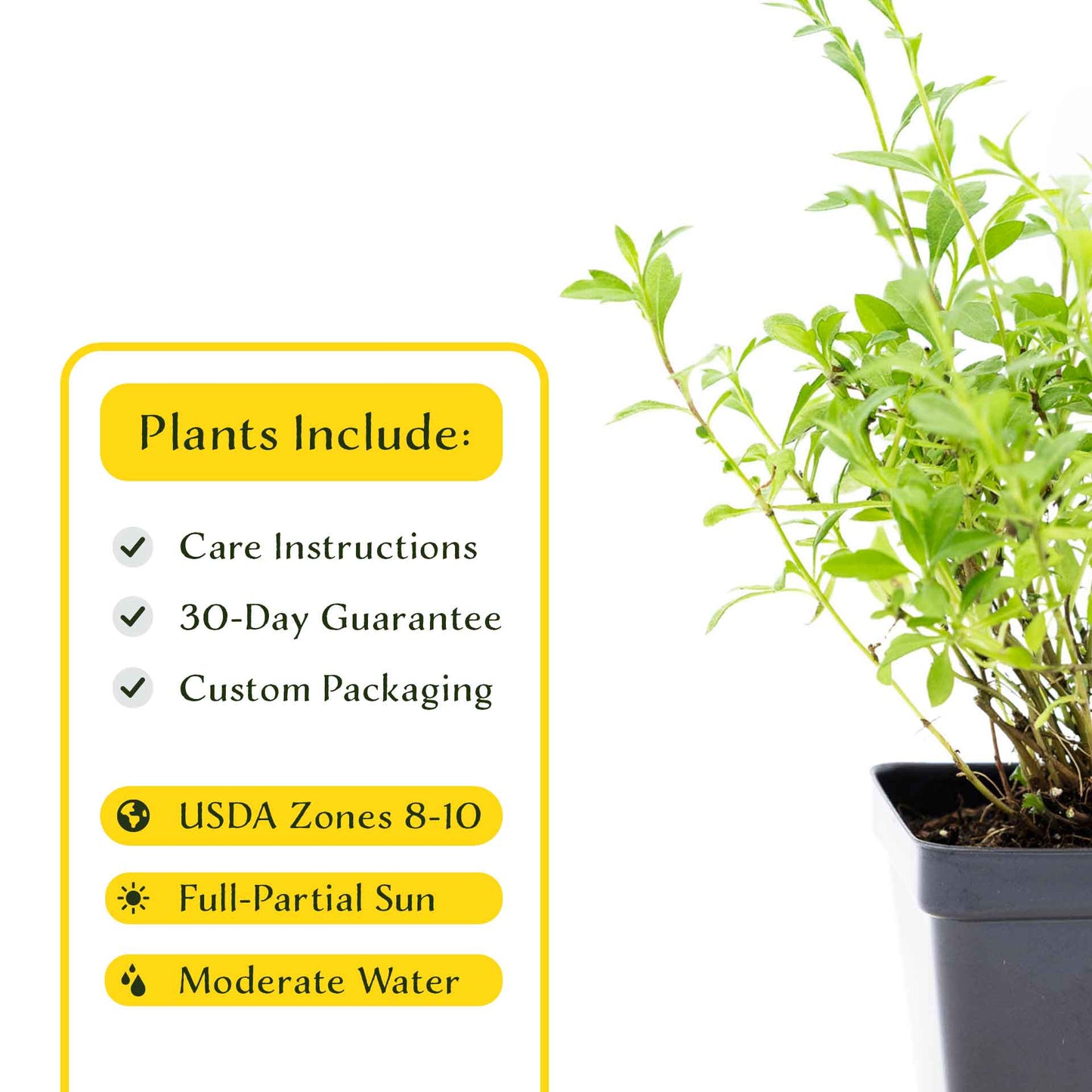 2 Santa Barbara Daisy Plants in 3.5" Cubes | Flowering Groundcover with White-Purple Blooms for Landscaping & Pots (Erigeron karvinskianus)