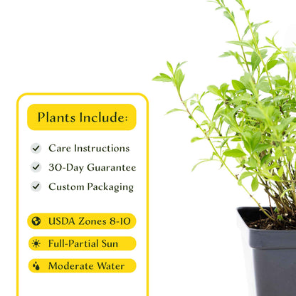 2 Santa Barbara Daisy Plants in 3.5" Cubes | Flowering Groundcover with White-Purple Blooms for Landscaping & Pots (Erigeron karvinskianus)