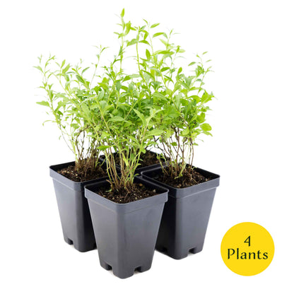 2 Santa Barbara Daisy Plants in 3.5" Cubes | Flowering Groundcover with White-Purple Blooms for Landscaping & Pots (Erigeron karvinskianus)