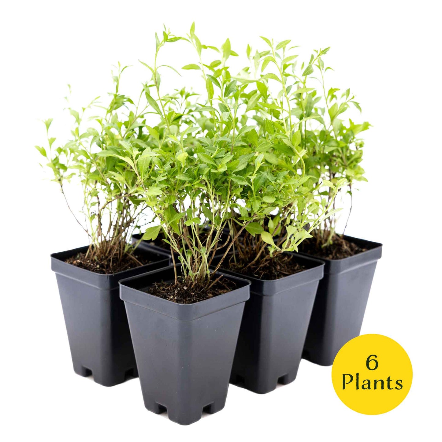 2 Santa Barbara Daisy Plants in 3.5" Cubes | Flowering Groundcover with White-Purple Blooms for Landscaping & Pots (Erigeron karvinskianus)