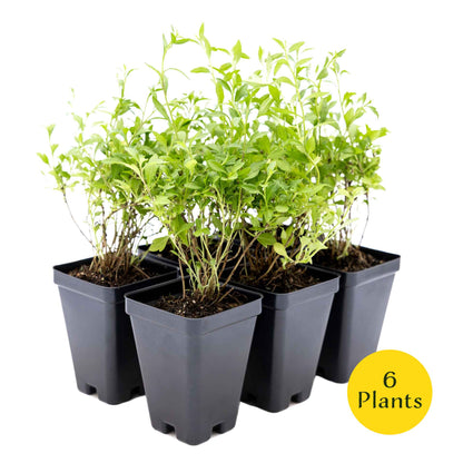 2 Santa Barbara Daisy Plants in 3.5" Cubes | Flowering Groundcover with White-Purple Blooms for Landscaping & Pots (Erigeron karvinskianus)
