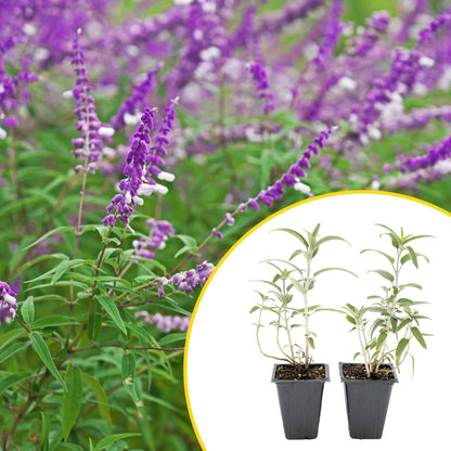 2 Santa Barbara Mexican Sage Plants in 3.5” Cubes | Aromatic Shrub with Purple Pollinator Blooms for Garden Landscaping (Salvia leucantha)