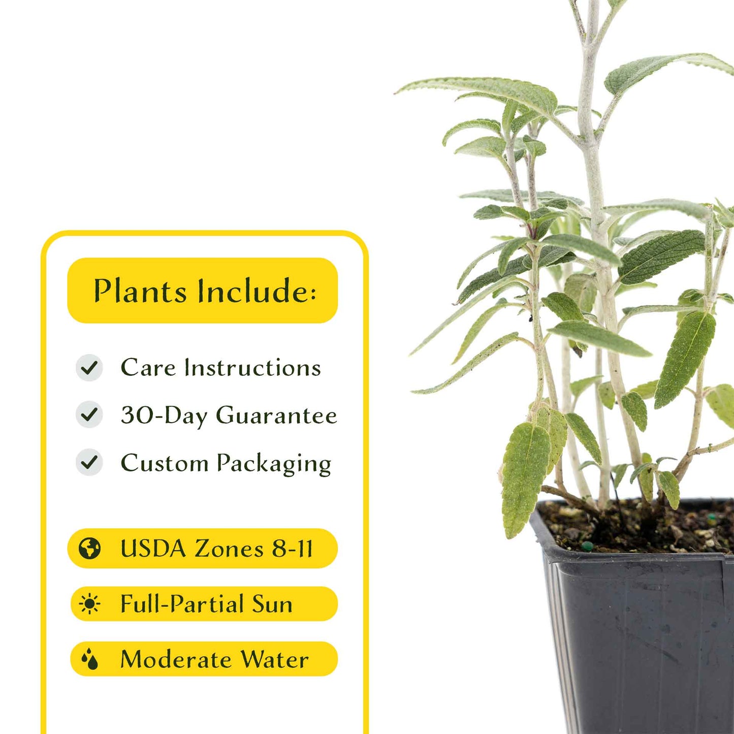 2 Santa Barbara Mexican Sage Plants in 3.5” Cubes | Aromatic Shrub with Purple Pollinator Blooms for Garden Landscaping (Salvia leucantha)
