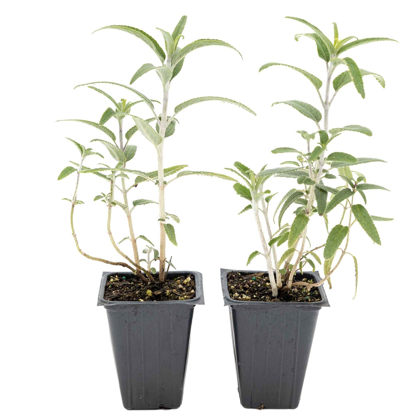 2 Santa Barbara Mexican Sage Plants in 3.5” Cubes | Aromatic Shrub with Purple Pollinator Blooms for Garden Landscaping (Salvia leucantha)