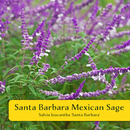 2 Santa Barbara Mexican Sage Plants in 3.5” Cubes | Aromatic Shrub with Purple Pollinator Blooms for Garden Landscaping (Salvia leucantha)