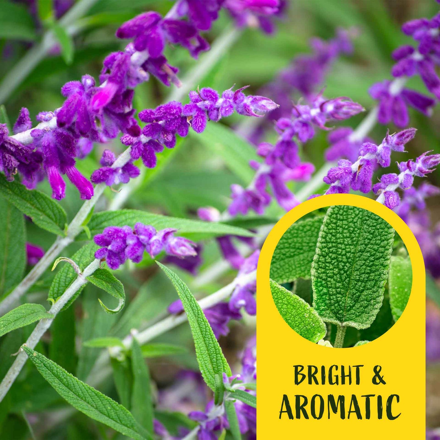 2 Santa Barbara Mexican Sage Plants in 3.5” Cubes | Aromatic Shrub with Purple Pollinator Blooms for Garden Landscaping (Salvia leucantha)