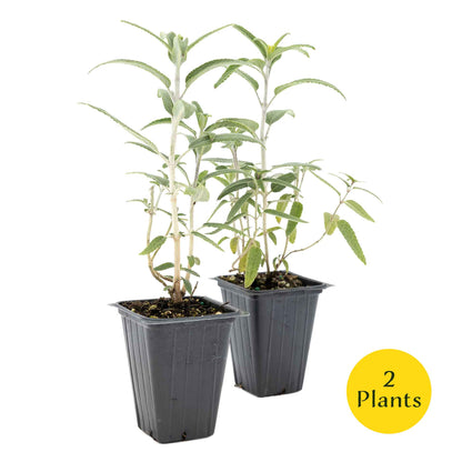2 Santa Barbara Mexican Sage Plants in 3.5” Cubes | Aromatic Shrub with Purple Pollinator Blooms for Garden Landscaping (Salvia leucantha)
