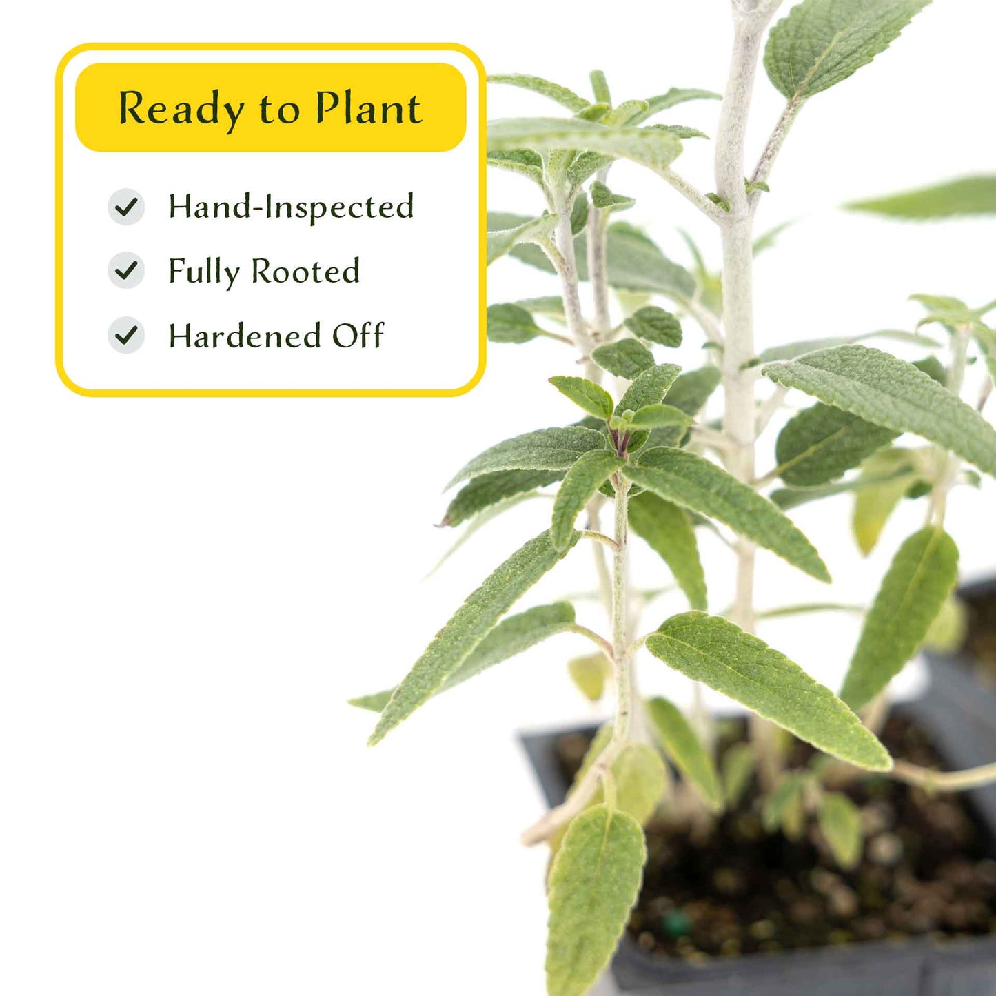 2 Santa Barbara Mexican Sage Plants in 3.5” Cubes | Aromatic Shrub with Purple Pollinator Blooms for Garden Landscaping (Salvia leucantha)
