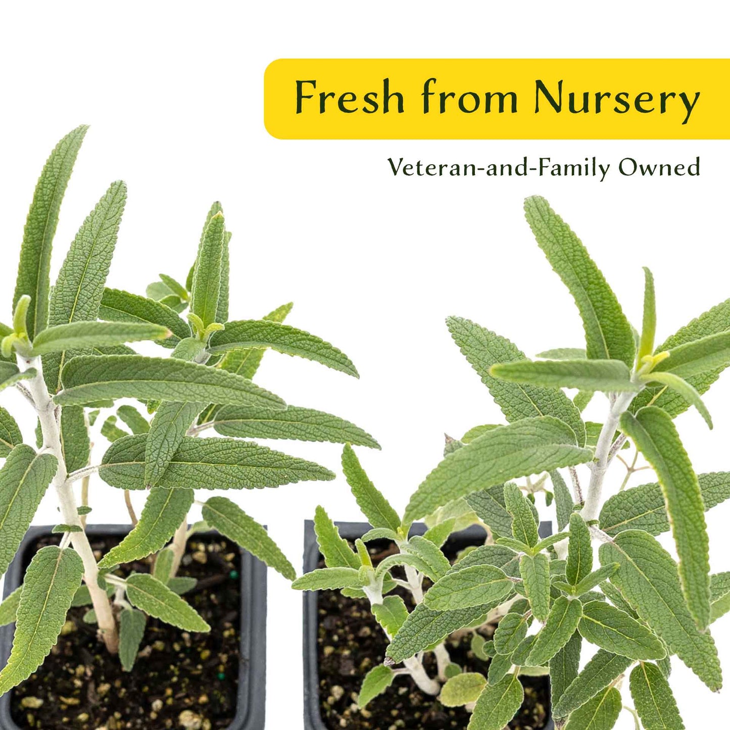 2 Santa Barbara Mexican Sage Plants in 3.5” Cubes | Aromatic Shrub with Purple Pollinator Blooms for Garden Landscaping (Salvia leucantha)