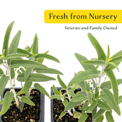 2 Santa Barbara Mexican Sage Plants in 3.5” Cubes | Aromatic Shrub with Purple Pollinator Blooms for Garden Landscaping (Salvia leucantha)