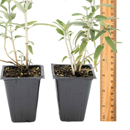 2 Santa Barbara Mexican Sage Plants in 3.5” Cubes | Aromatic Shrub with Purple Pollinator Blooms for Garden Landscaping (Salvia leucantha)