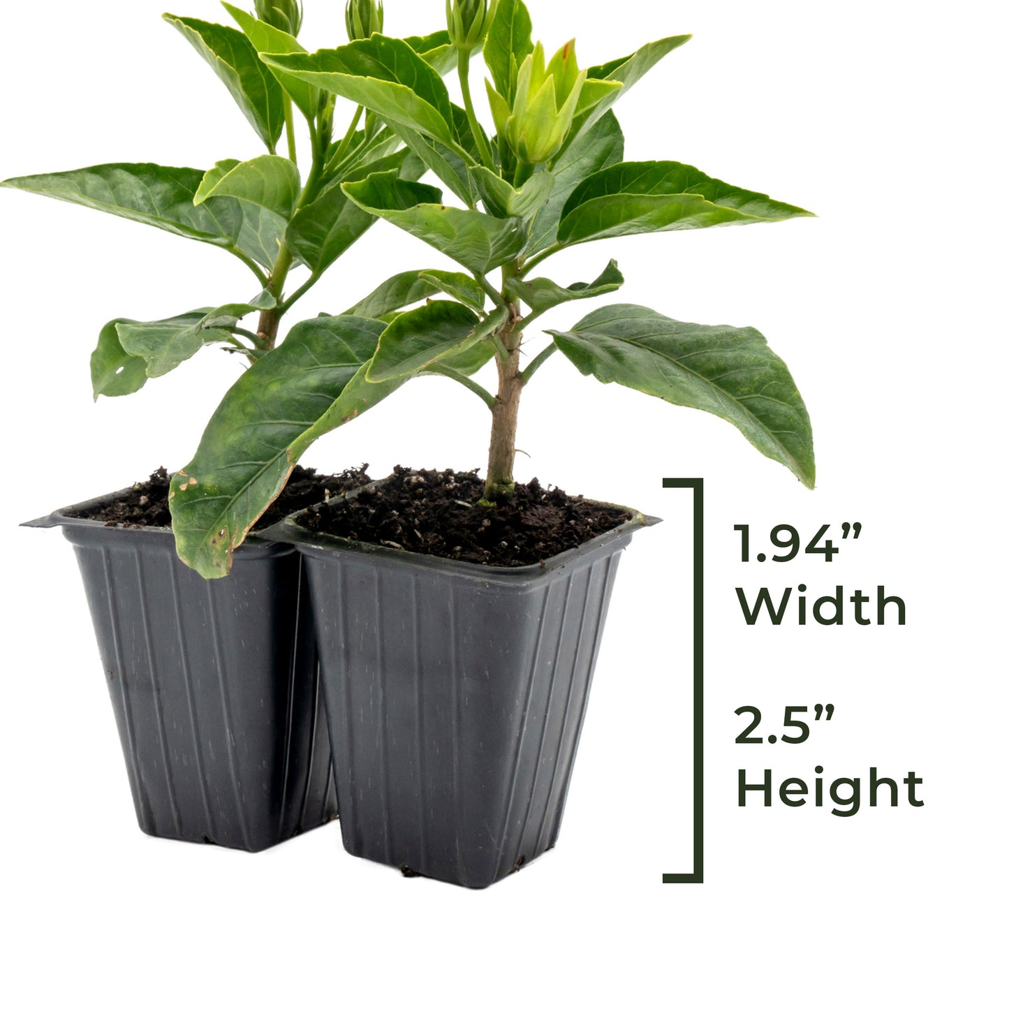 Santana Hibiscus | Live Plant in 2.5 Inch Nursery Cube | Hibiscus rosa-sinensis 'Santana'