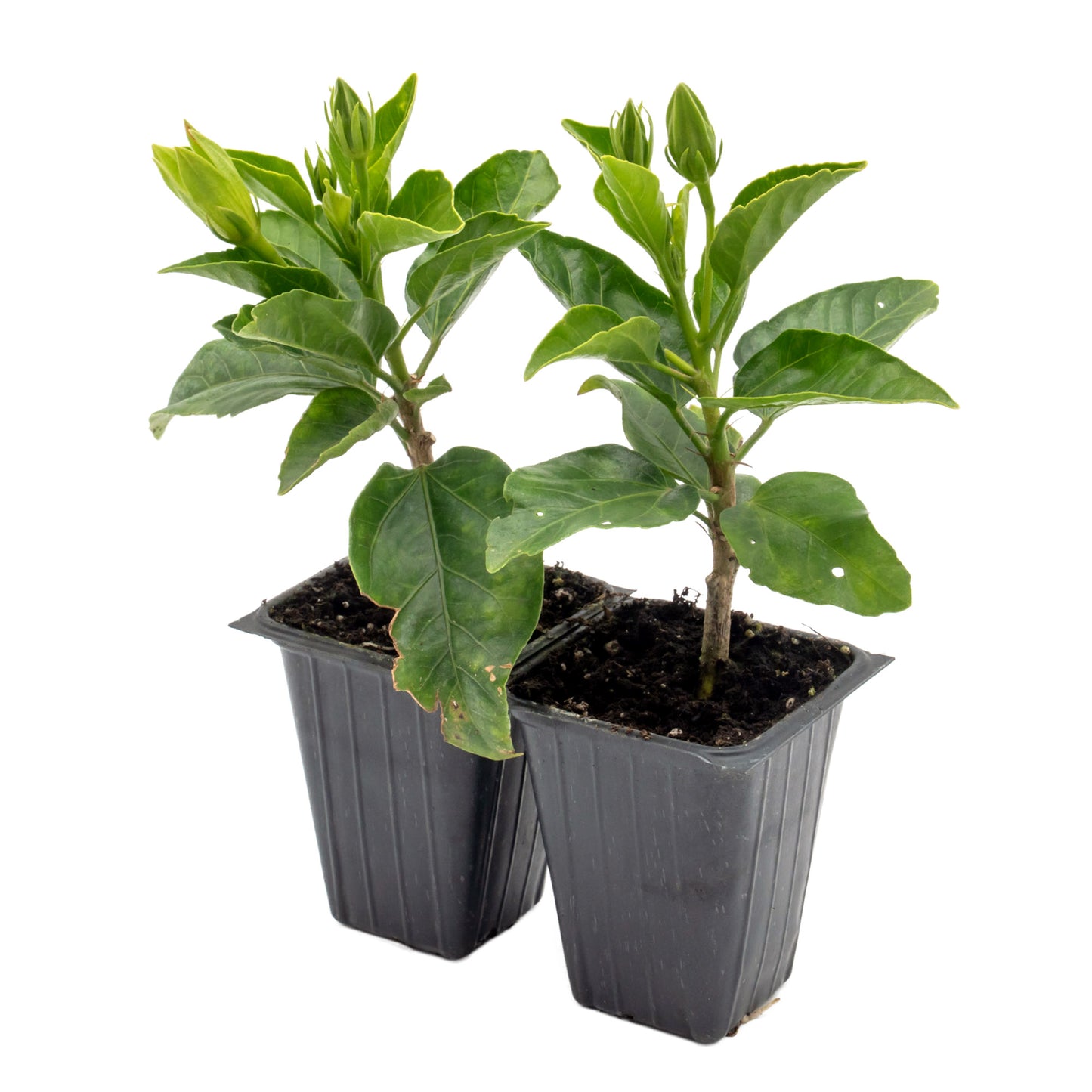Santana Hibiscus | Live Plant in 2.5 Inch Nursery Cube | Hibiscus rosa-sinensis 'Santana'