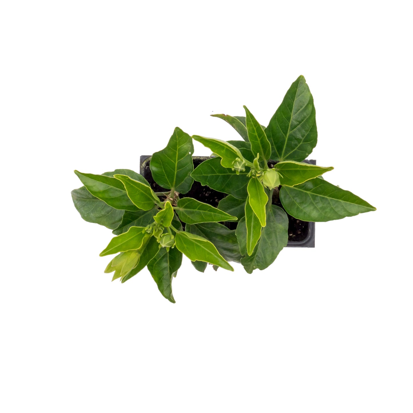 Santana Hibiscus | Live Plant in 2.5 Inch Nursery Cube | Hibiscus rosa-sinensis 'Santana'