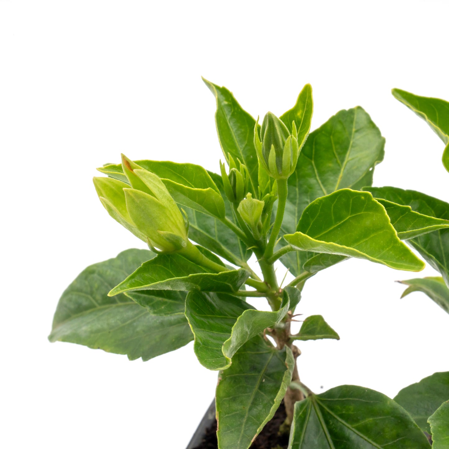 Santana Hibiscus | Live Plant in 2.5 Inch Nursery Cube | Hibiscus rosa-sinensis 'Santana'