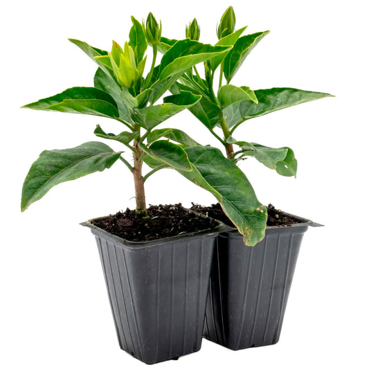 Santana Hibiscus | Live Plant in 2.5 Inch Nursery Cube | Hibiscus rosa-sinensis 'Santana'