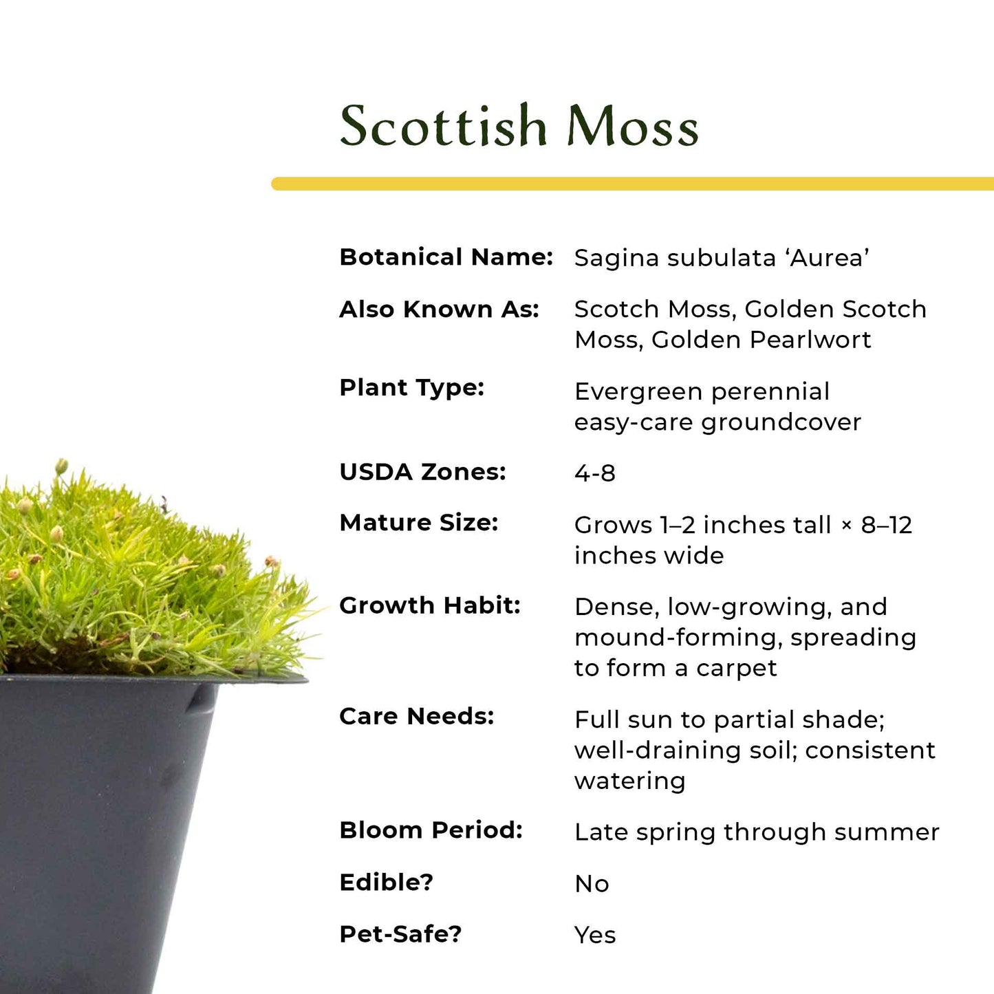 Scottish Moss in 2.5” Nursery Cubes (Sagina subulata ‘Aurea’)