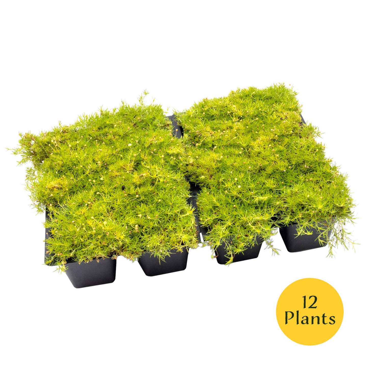 Scottish Moss in 2.5” Nursery Cubes (Sagina subulata ‘Aurea’)